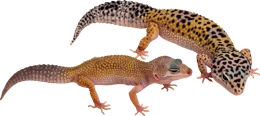 animals & Gecko free transparent png image.