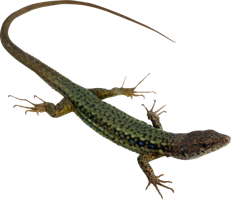 animals & gecko free transparent png image.