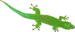 animals & Gecko free transparent png image.