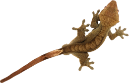 animals & Gecko free transparent png image.