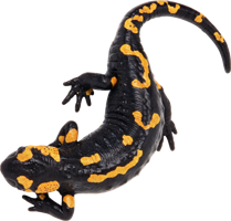 animals & Gecko free transparent png image.