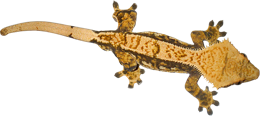 animals & Gecko free transparent png image.