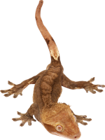 animals & gecko free transparent png image.