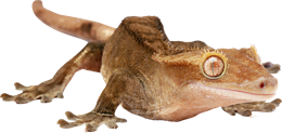 animals & Gecko free transparent png image.