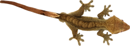 animals & Gecko free transparent png image.