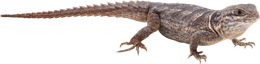 animals & gecko free transparent png image.