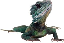 animals & gecko free transparent png image.