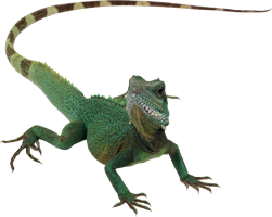 animals & Gecko free transparent png image.