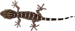 animals & Gecko free transparent png image.