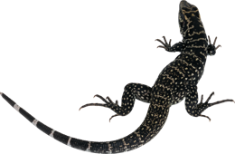 animals & Gecko free transparent png image.