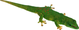 animals & Gecko free transparent png image.