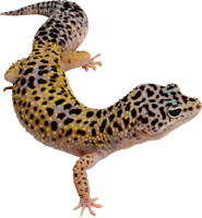 animals & gecko free transparent png image.