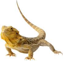 animals & gecko free transparent png image.