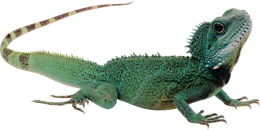 animals & Gecko free transparent png image.