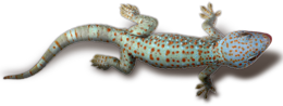 animals & Gecko free transparent png image.