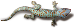 animals & gecko free transparent png image.