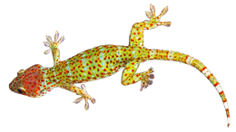 animals & Gecko free transparent png image.