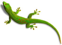 animals & Gecko free transparent png image.