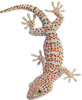 animals & Gecko free transparent png image.