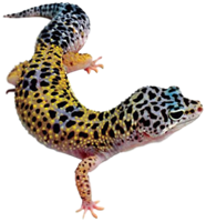 animals & gecko free transparent png image.