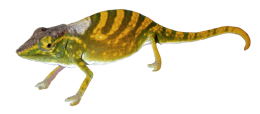 animals & Gecko free transparent png image.