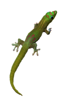 animals & Gecko free transparent png image.