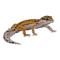 animals & Gecko free transparent png image.