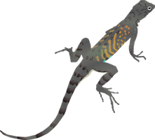 animals & Gecko free transparent png image.