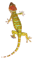 animals & gecko free transparent png image.