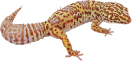 animals & gecko free transparent png image.