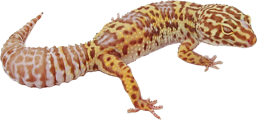 animals & Gecko free transparent png image.