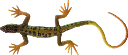 animals & gecko free transparent png image.