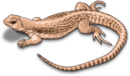 animals & Gecko free transparent png image.