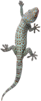 animals & gecko free transparent png image.