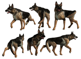 animals & German Shepherd free transparent png image.