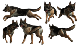 animals & German Shepherd free transparent png image.