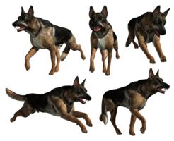 animals & german shepherd free transparent png image.