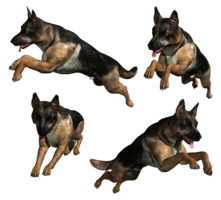 animals & German Shepherd free transparent png image.