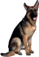 animals & German Shepherd free transparent png image.