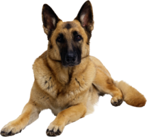 animals & German Shepherd free transparent png image.