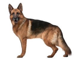 animals & german shepherd free transparent png image.