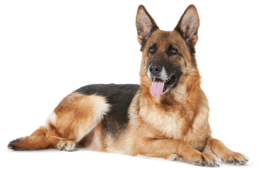 animals & german shepherd free transparent png image.