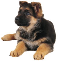 animals & German Shepherd free transparent png image.