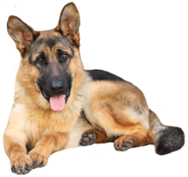 animals & German Shepherd free transparent png image.