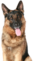 animals & German Shepherd free transparent png image.