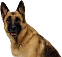 animals & german shepherd free transparent png image.