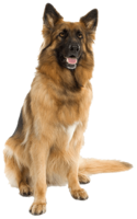 animals & German Shepherd free transparent png image.