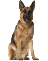 animals & german shepherd free transparent png image.