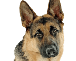 animals & German Shepherd free transparent png image.