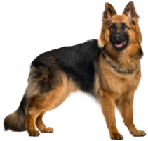 animals & German Shepherd free transparent png image.